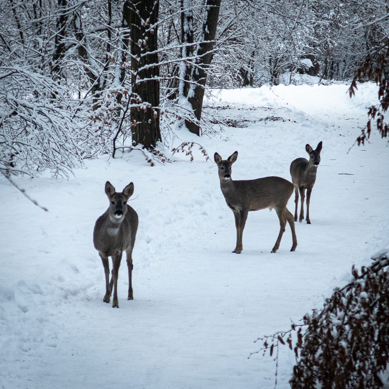 Tiere im Nymphenburger Schlosspark, 2022