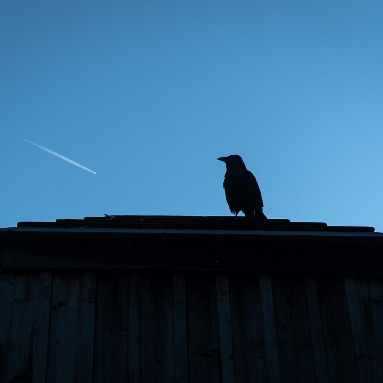 Tiere im Nymphenburger Schlosspark, 2022