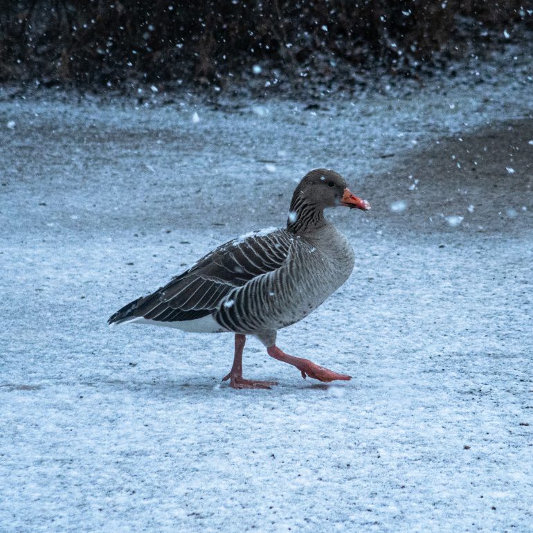 Tiere im Nymphenburger Schlosspark, 2022