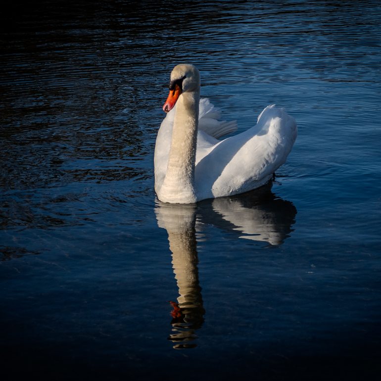 Tiere im Nymphenburger Schlosspark, 2022