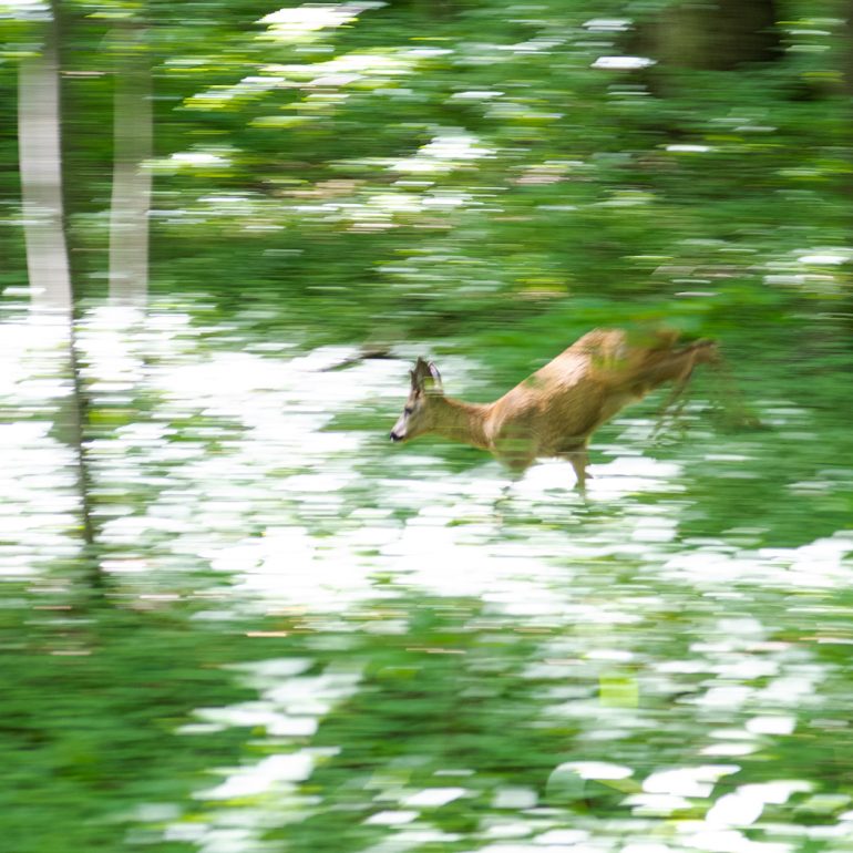 Tiere im Nymphenburger Schlosspark, 2022
