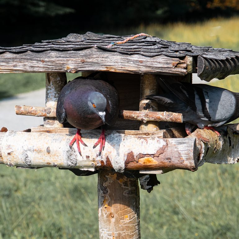 Tiere im Nymphenburger Schlosspark, 2022