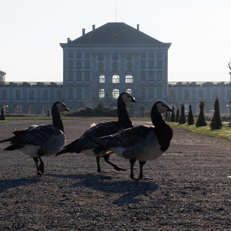 Tiere im Nymphenburger Schlosspark, 2022