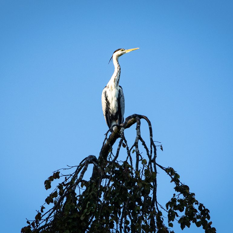 Tiere im Nymphenburger Schlosspark, 2022